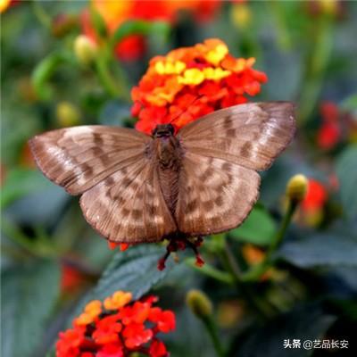 鳄鱼小顽皮爱洗澡官方正版中文版下载